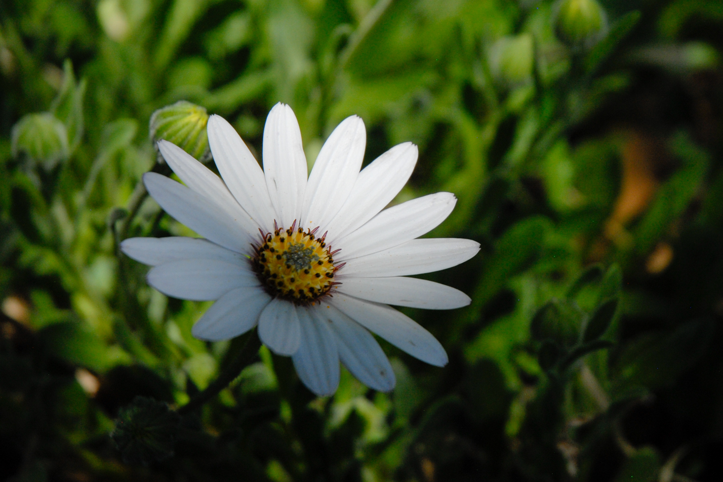 Avalanche White Sun Daisy